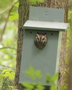 Screech Owl in Nesting Box (Photo by Mitchell Halcomb)