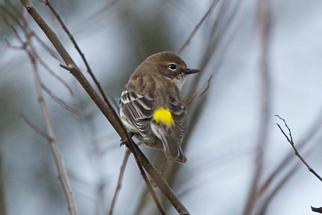 yellow-rumped-warbler-displaying-his-butter-butt