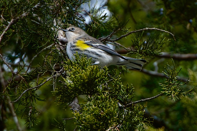 yellow-rumped-warbler-on-eastern-red-cedar