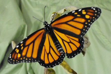 ButterflyBlogFacts18