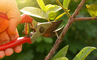 Person pruning tree branch