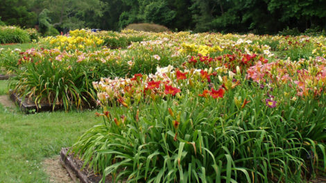 daylily garden