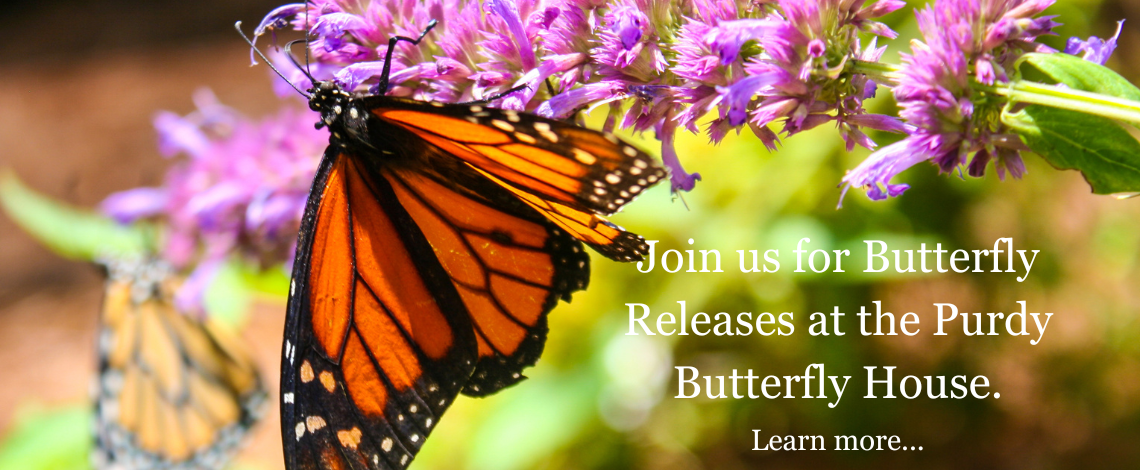 2023 Butterfly Release